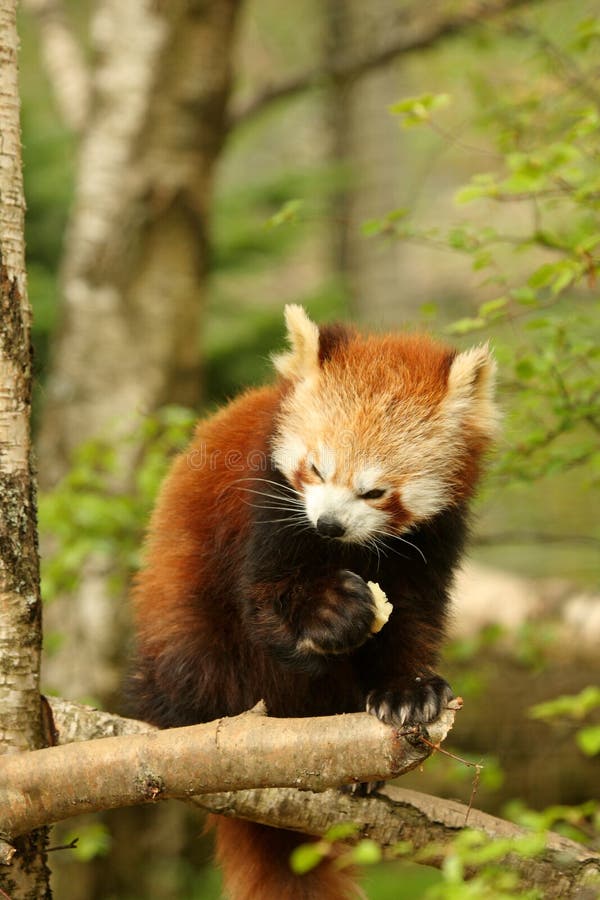 Red Panda