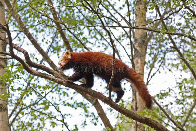 Red Panda