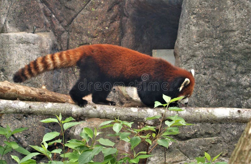 Panda ailurus roșu stock photos