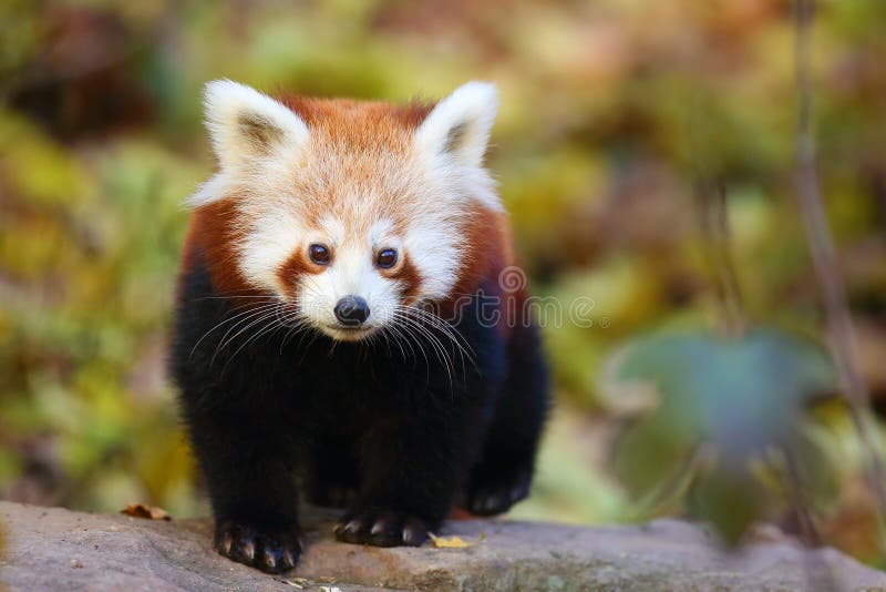 The red panda Ailurus fulgens , fire fox or lesser panda, the red bear-cat, and the red cat-bear, portrait in the afternoon