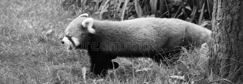 Panda ailurus fulgens royalty free stock photos
