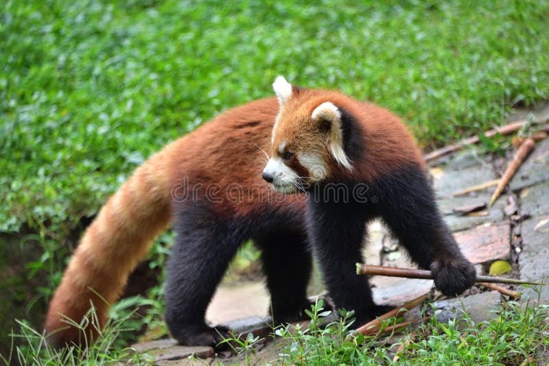 Red Panda stock image. Image of frontal, ailurus, portrait - 230403381