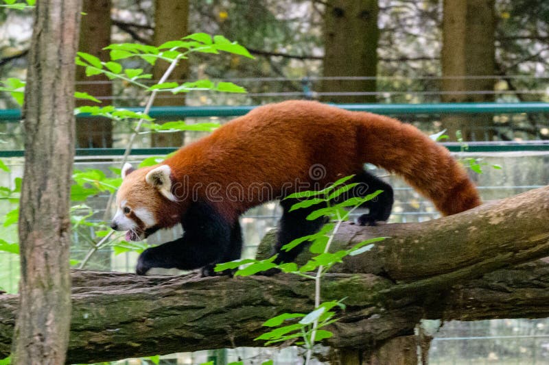 Panda červená šplhá a odpočívá na stromě v zoo