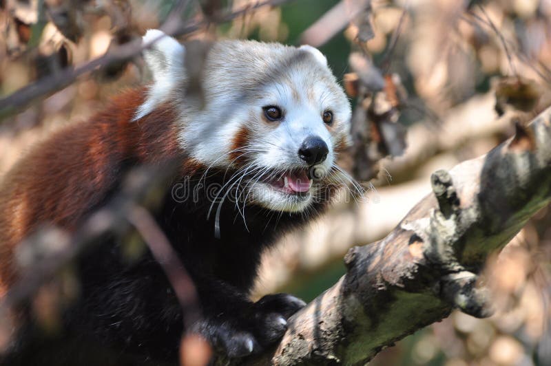 Red Panda at Dublin Zoo