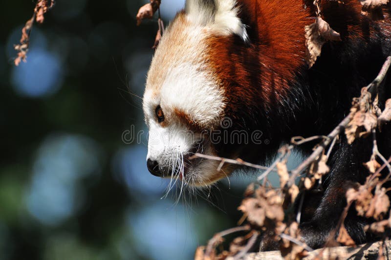 Red Panda at Dublin Zoo