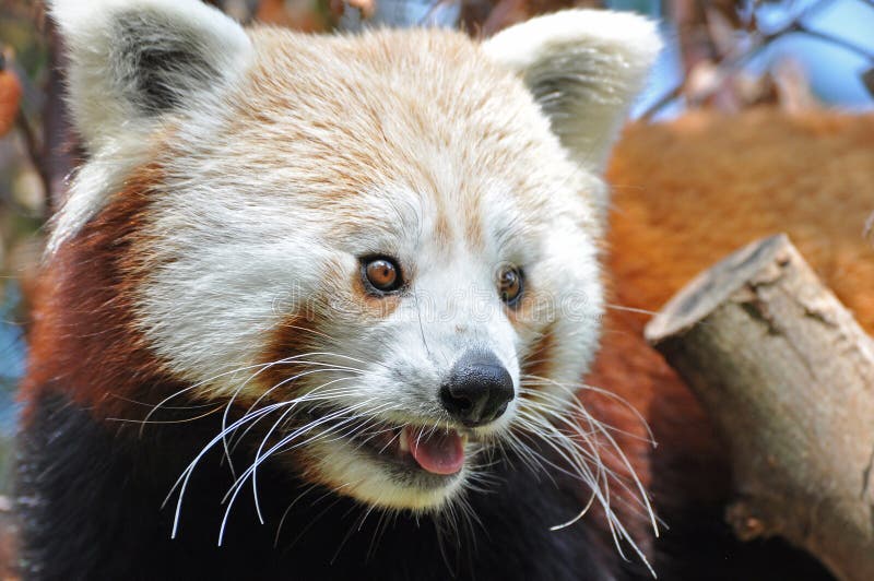 Red Panda at Dublin Zoo