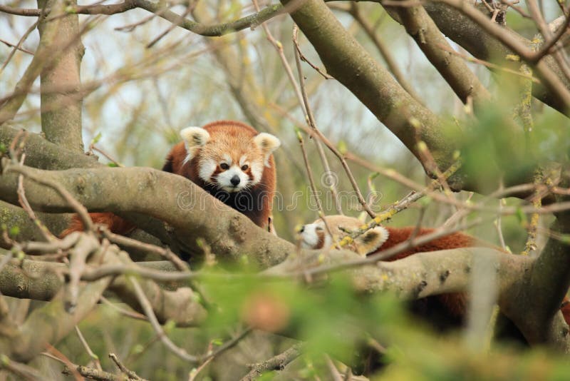 Red Panda is an endangered animal. In the Zoo now, the animals lives very well. This red panda are very relaxed and beautifull in a big cage with bamboo, tree royalty free stock photo Red Panda is an endangered animal. In the Zoo now, the animals lives very well. This red panda are very relaxed and beautifull in a big cage with bamboo, tree royalty free stock photo