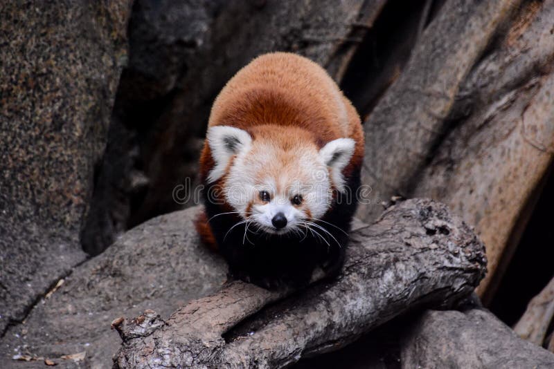 Red Panda Firefox Mammal Animal Stock Image - Image of ...