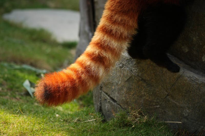 asdasdas – Touch Fluffy Tail