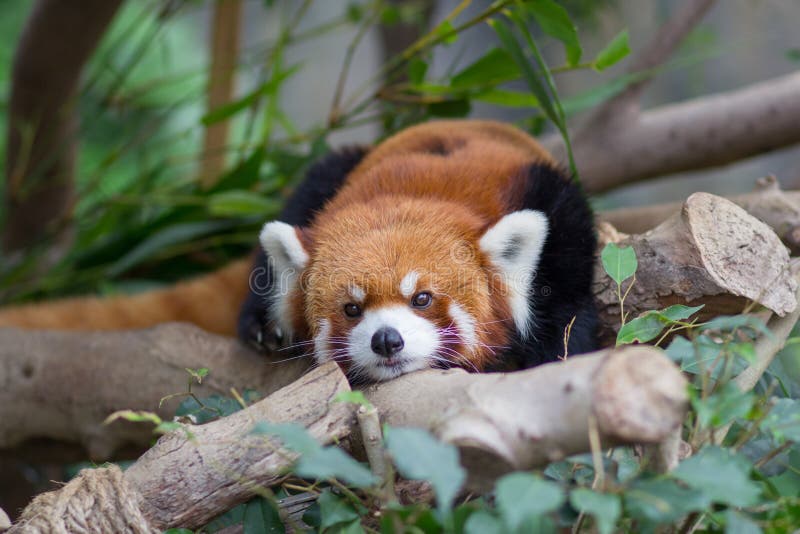 Red Panda or Lesser Panda, Firefox Lying on Branch Stock Photo - Image ...