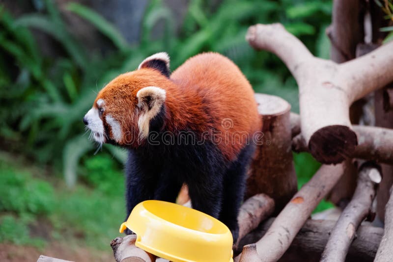 Red panda in the Ocean Park of HK