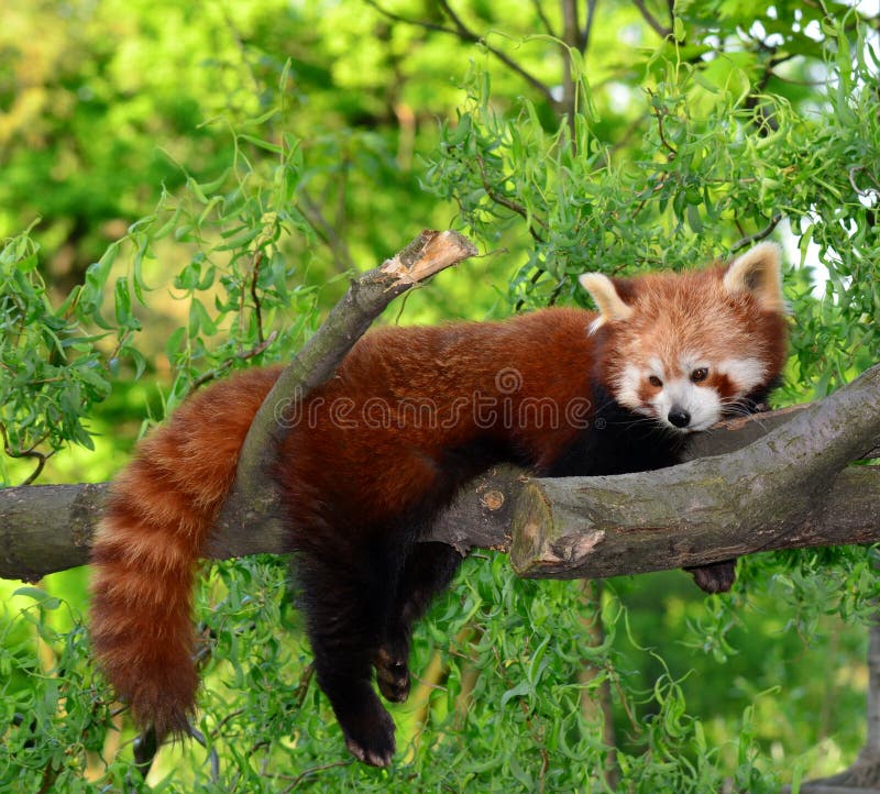 Red panda,shining cat