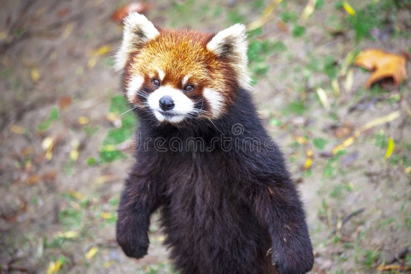 Red Panda Hind Legs Stock Photos - Free & Royalty-Free Stock Photos ...