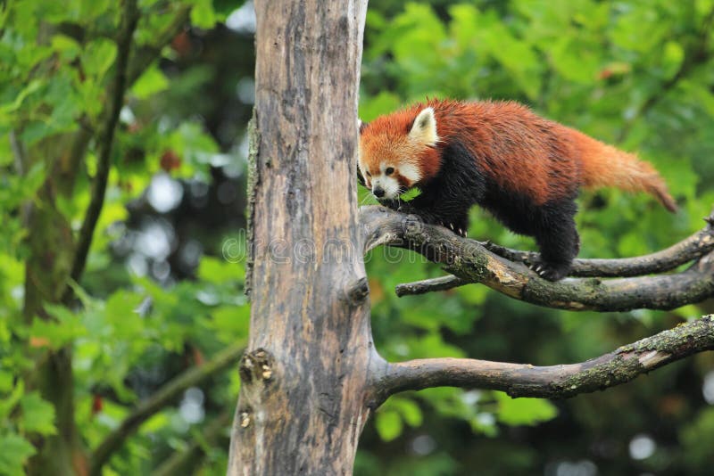 Lesser panda stock photo. Image of branch, panda, ailurus - 35264354
