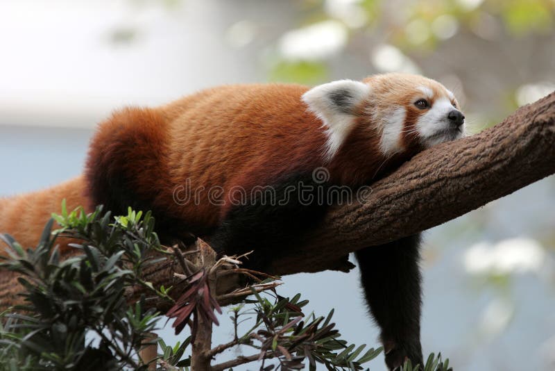Red Panda on Tree (Closer View)