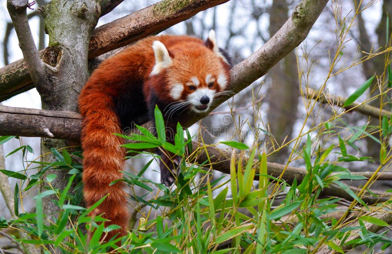 A Red Panda Eats Bamboo Leaves Stock Image Image of leaves, panda