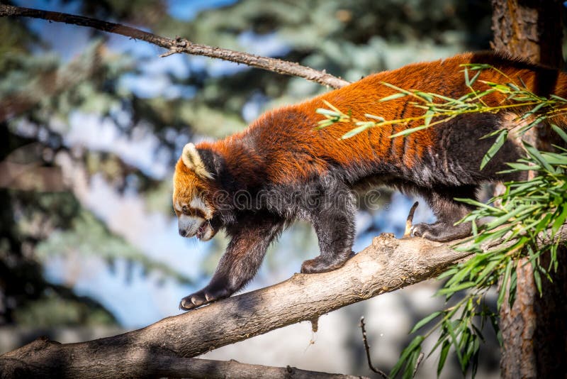6 441 Red Panda Photos Free Royalty Free Stock Photos From Dreamstime
