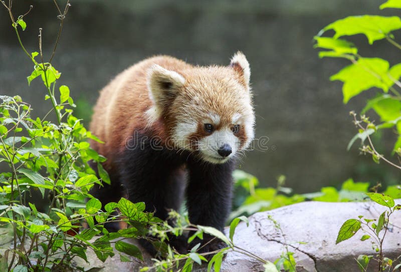 Red Panda at the zoo in Chengdu, China