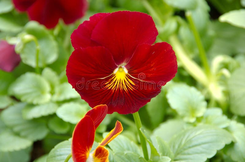 Red pansy