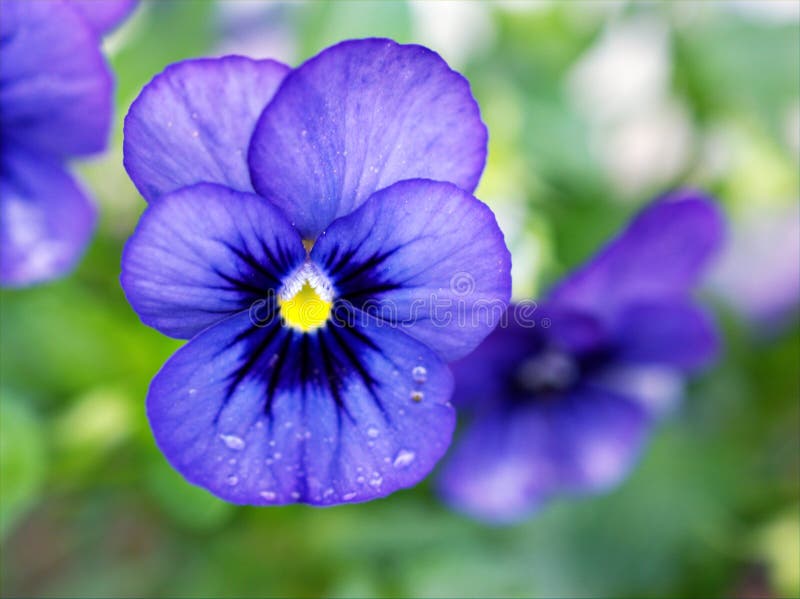 Red pansy versus alto fleur wildpansy dans le jardin et macro image belle flore fleur pourpre photographie stock libre de droits