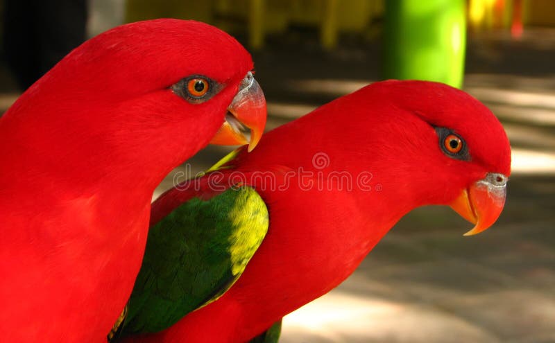 Red Parrot Pair