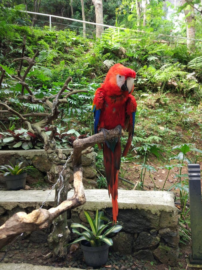 A red parrot perched on a tree trunk royalty free stock images A red parrot perched on a tree trunk royalty free stock images