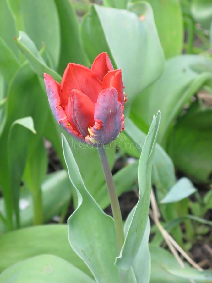 Red parrot tulip stock image. Image of tulip, shot, bouquet 84340415