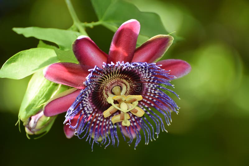 red-passion-flower-star-beautiful-exotic-ruby-passiflora-alata-macro-photograph-147396996.jpg