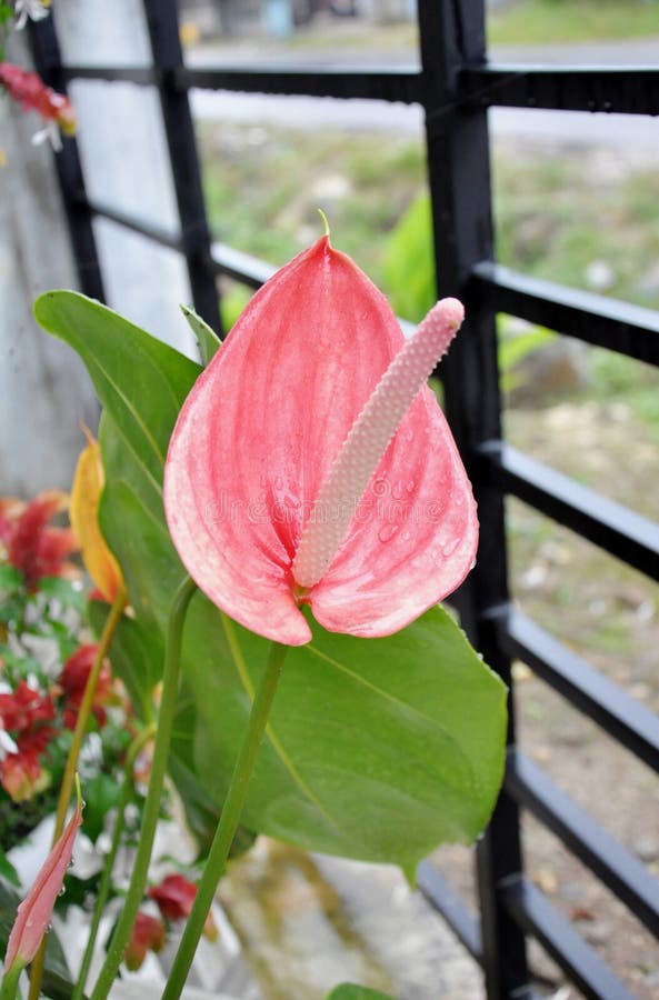 Red Peace Lily Flower at Garden Stock Image Image of peace, flower