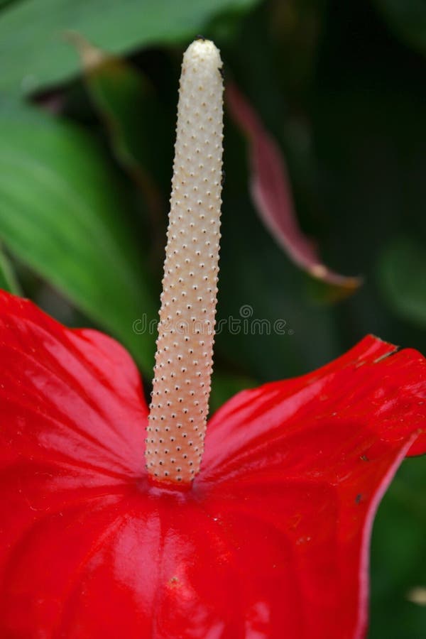 Red Peace Lily Spathiphyllum - fokus på spadix arkivbild Red Peace Lily Spathiphyllum - fokus på spadix arkivbild