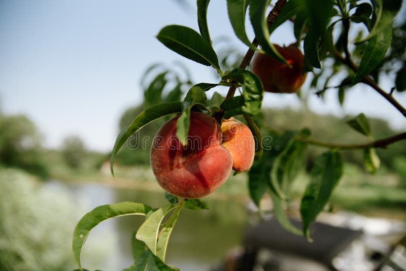 The Ripe and Fruity Pile of Sun Kissed Peaches Cotton Tea Towel