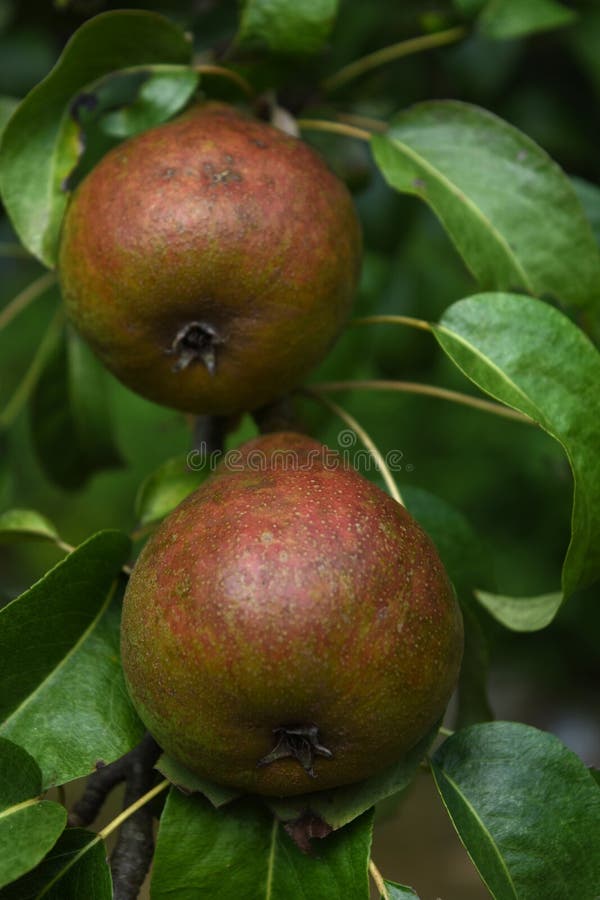 Red Pears Ripening on a Tree in the Sunshine Stock Image Image of
