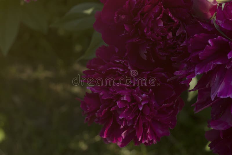 Red peonies in the garden. royalty free stock photography