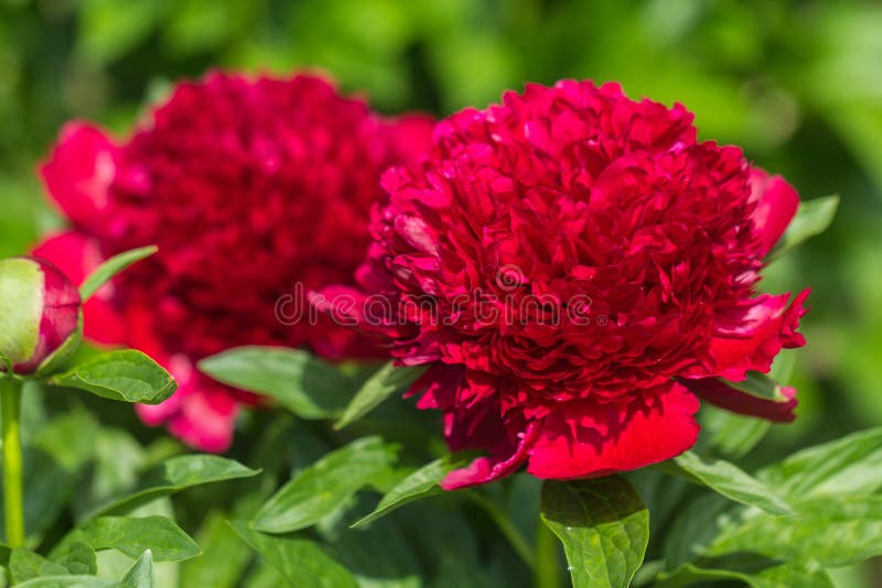 Red Peony albiflora officinalis Red Charm in the garden