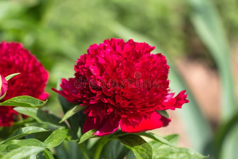 Red Peony albiflora officinalis Red Charm in the garden