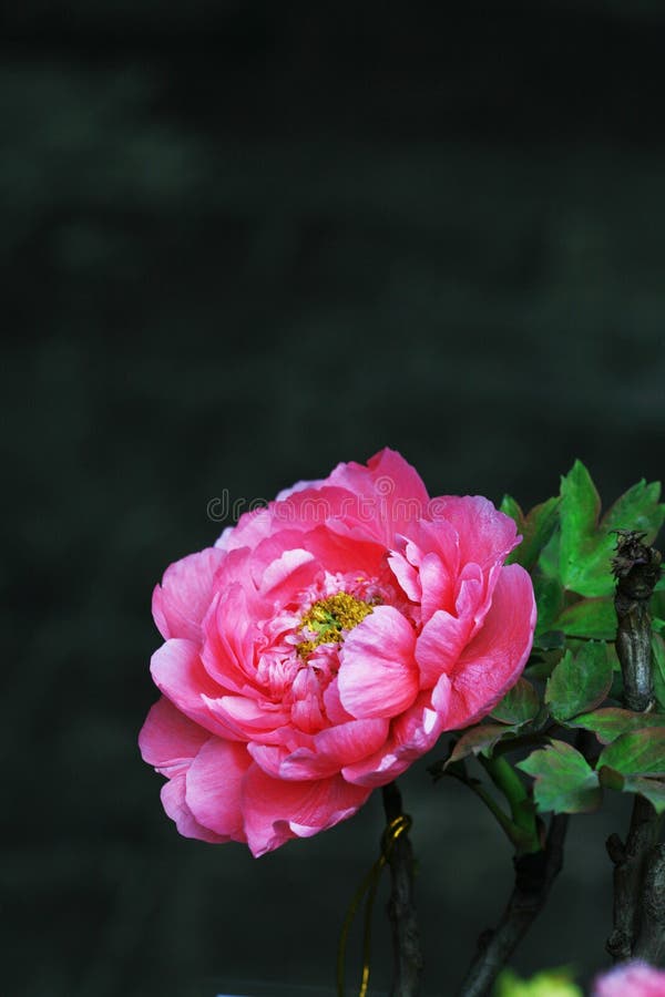 Red peony with black background