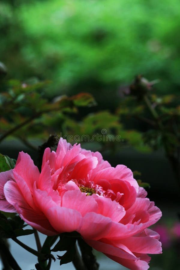 Red peony with black background