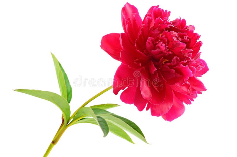 Pink peony flower isolated stock image. Image of head 7108603