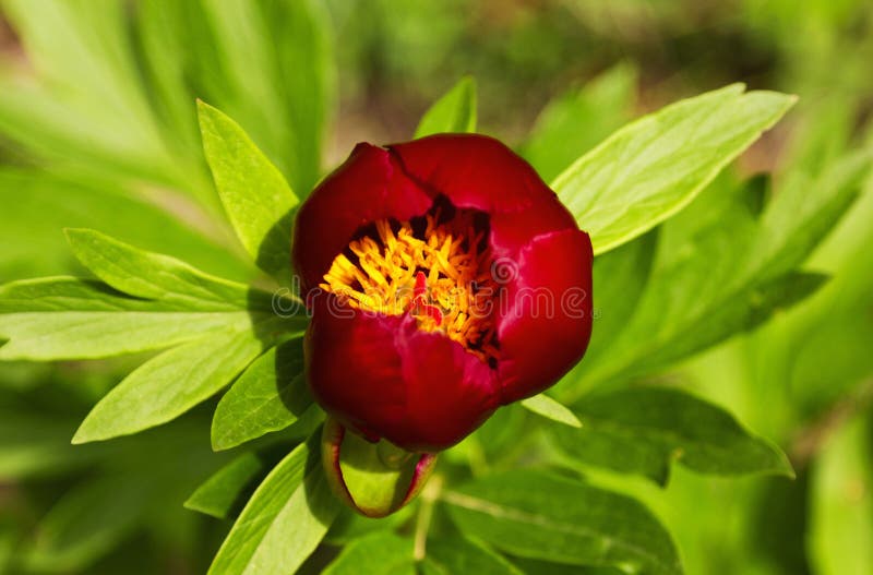 Red Peony flower stock image. Image of blossom, colorful 40668355