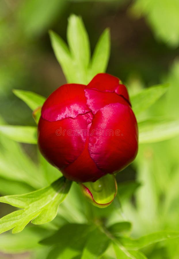 Red Peony flower stock photo. Image of branch, growing 40668388