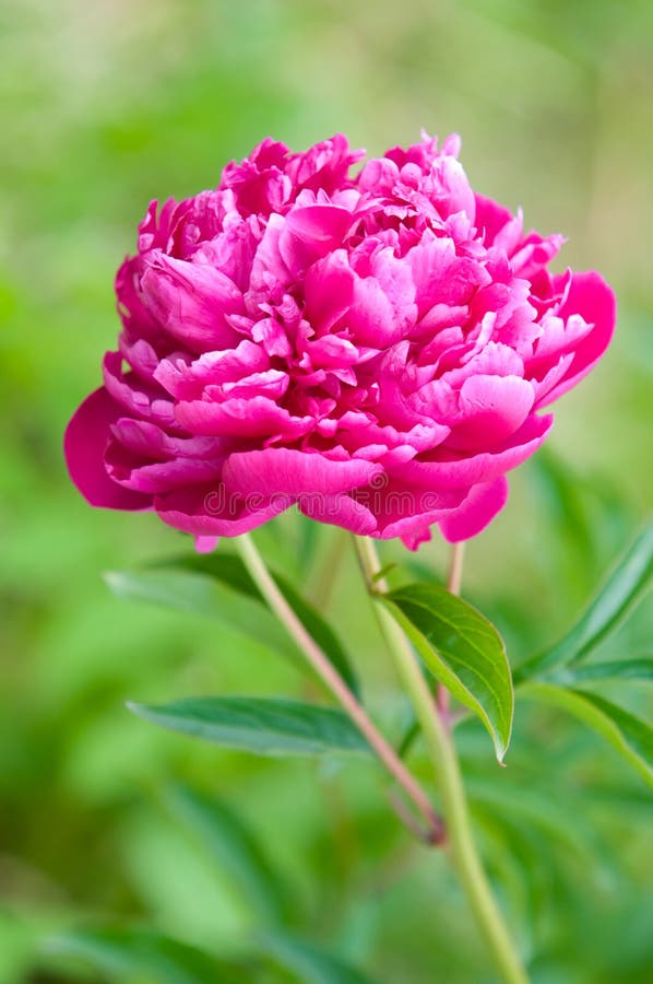 Red peony flowers stock image. Image of design, floral 10894385