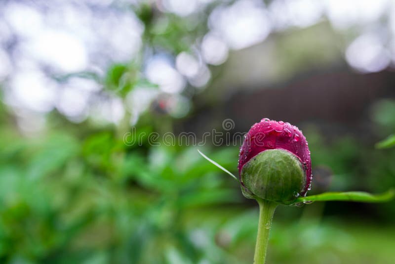 Red peony Paeonia Officinalis  flower bud after rain close up shot