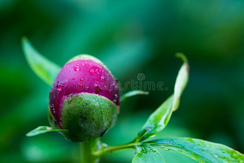 Red peony Paeonia Officinalis  flower bud after rain close up shot