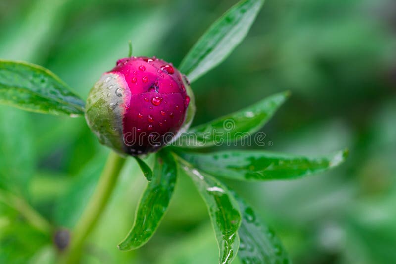 Red peony Paeonia Officinalis  flower bud after rain close up shot