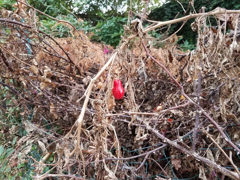 Dead pepper plant stock image. Image of crop, death 162764229