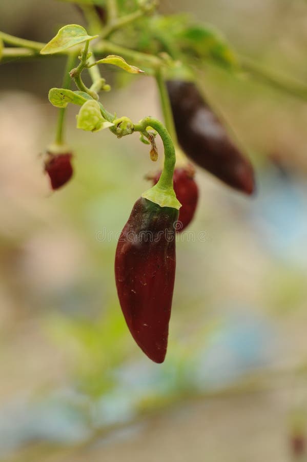 Growing Picture. Image 19454750