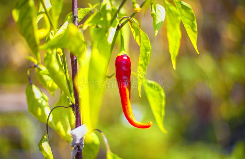 Red pepper growing stock image. Image of healthy, flower 124816847