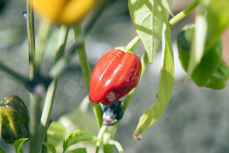 Red Pepper Plant stock photo. Image of garden, home, plant 45476922