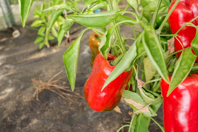 Red Pepper on a Plant. Gardening Stock Photo Image of organic, green