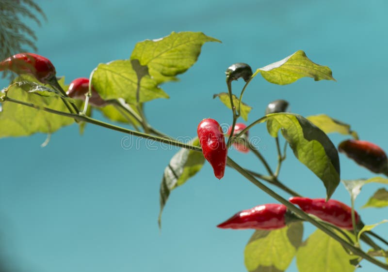 Red pepper on plant stock image. Image of chili, green 107563105